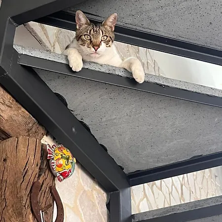 Alojamento de Acomodação e Pequeno-almoço La Pomelia Sofia *