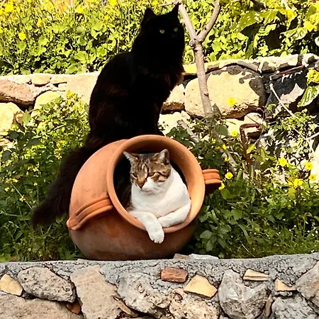 La Pomelia Sofia トラッピテッロ