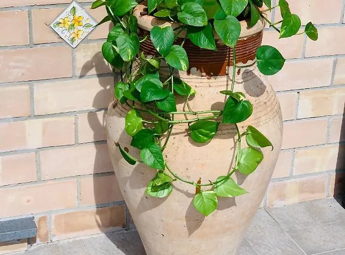 La Pomelia Sofia 住宿加早餐酒店 4*