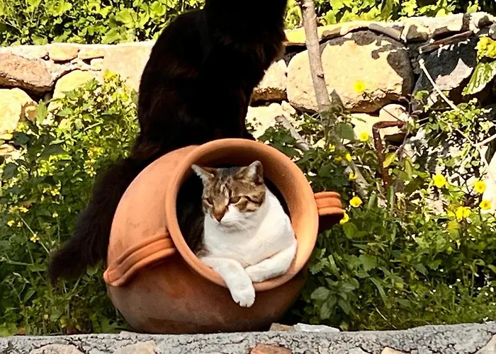 La Pomelia Sofia Trappitello